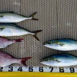 火遠理丸（ほおりまる） 釣果