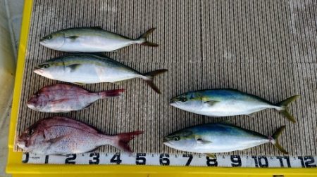 火遠理丸（ほおりまる） 釣果