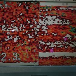 火遠理丸（ほおりまる） 釣果