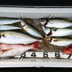 火遠理丸（ほおりまる） 釣果