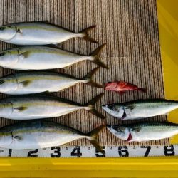 火遠理丸（ほおりまる） 釣果