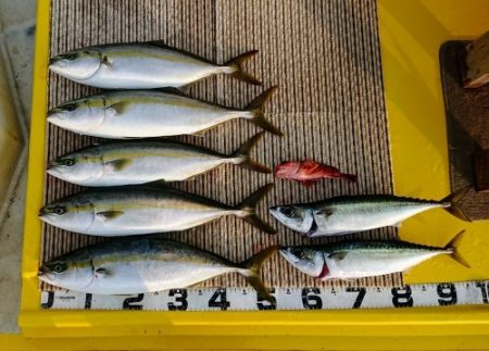 火遠理丸（ほおりまる） 釣果