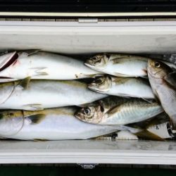 火遠理丸（ほおりまる） 釣果