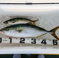 火遠理丸（ほおりまる） 釣果