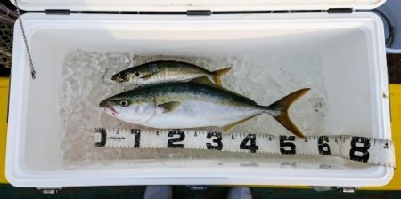 火遠理丸（ほおりまる） 釣果