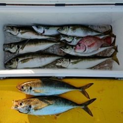 火遠理丸（ほおりまる） 釣果