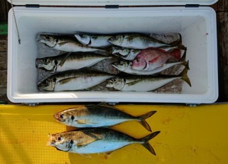 火遠理丸（ほおりまる） 釣果