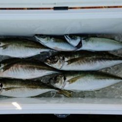 火遠理丸（ほおりまる） 釣果