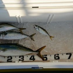 火遠理丸（ほおりまる） 釣果