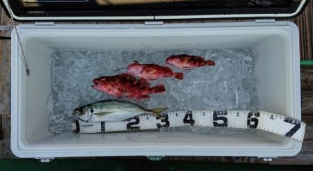 火遠理丸（ほおりまる） 釣果