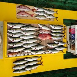 火遠理丸（ほおりまる） 釣果