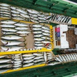 火遠理丸（ほおりまる） 釣果