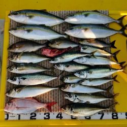 火遠理丸（ほおりまる） 釣果