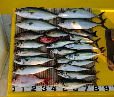 火遠理丸（ほおりまる） 釣果