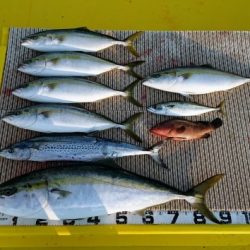 火遠理丸（ほおりまる） 釣果