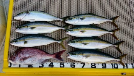 火遠理丸（ほおりまる） 釣果