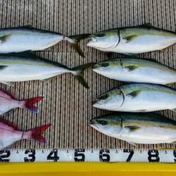 火遠理丸（ほおりまる） 釣果