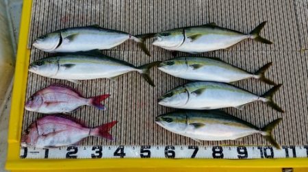 火遠理丸（ほおりまる） 釣果