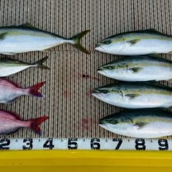 火遠理丸（ほおりまる） 釣果