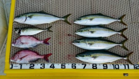 火遠理丸（ほおりまる） 釣果