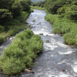 狩野川(狩野川漁業協同組合) 釣果