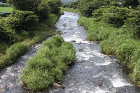 狩野川(狩野川漁業協同組合) 釣果