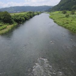 狩野川(狩野川漁業協同組合) 釣果