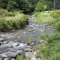 狩野川(狩野川漁業協同組合) 釣果