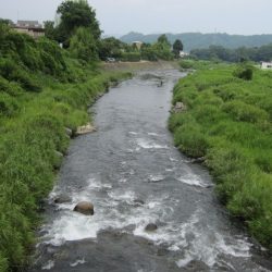 狩野川(狩野川漁業協同組合) 釣果