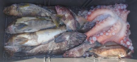 気仙沼　つり丸 釣果