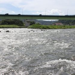 狩野川(狩野川漁業協同組合) 釣果