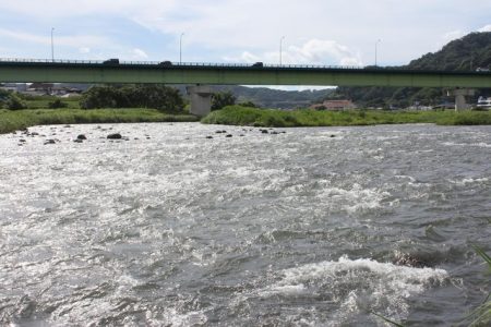 狩野川（狩野川漁業協同組合） 釣果