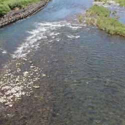 狩野川(狩野川漁業協同組合) 釣果