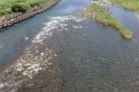 狩野川(狩野川漁業協同組合) 釣果