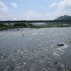 狩野川(狩野川漁業協同組合) 釣果