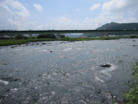 狩野川（狩野川漁業協同組合） 釣果
