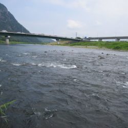 狩野川(狩野川漁業協同組合) 釣果