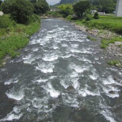 狩野川(狩野川漁業協同組合) 釣果