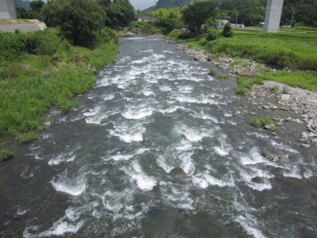 狩野川(狩野川漁業協同組合) 釣果