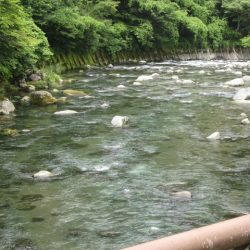 狩野川(狩野川漁業協同組合) 釣果