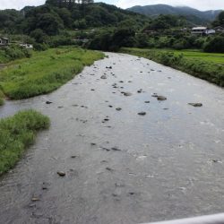 狩野川(狩野川漁業協同組合) 釣果