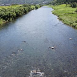 狩野川(狩野川漁業協同組合) 釣果