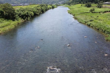 狩野川(狩野川漁業協同組合) 釣果