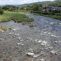狩野川(狩野川漁業協同組合) 釣果