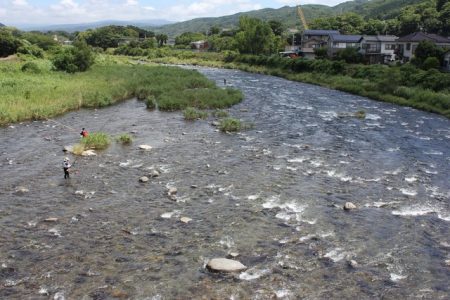 狩野川(狩野川漁業協同組合) 釣果