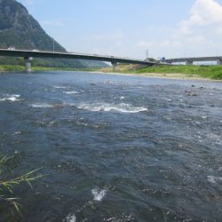 狩野川（狩野川漁業協同組合） 釣果