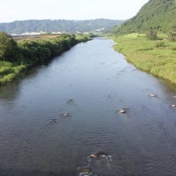 狩野川(狩野川漁業協同組合) 釣果
