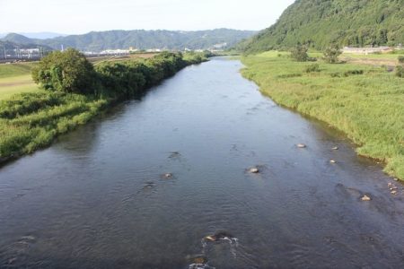 狩野川(狩野川漁業協同組合) 釣果