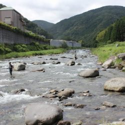 狩野川(狩野川漁業協同組合) 釣果