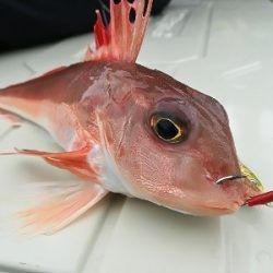 IDATEN（イダテン） 釣果